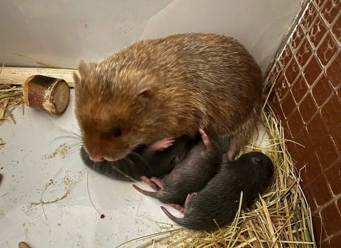 nuoi con dui sinh san mo hinh khoi nghiep thanh cong