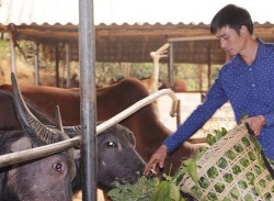 Lù Văn Niên – Thanh niên người Mông làm giàu từ mô hình chăn nuôi tuần hoàn