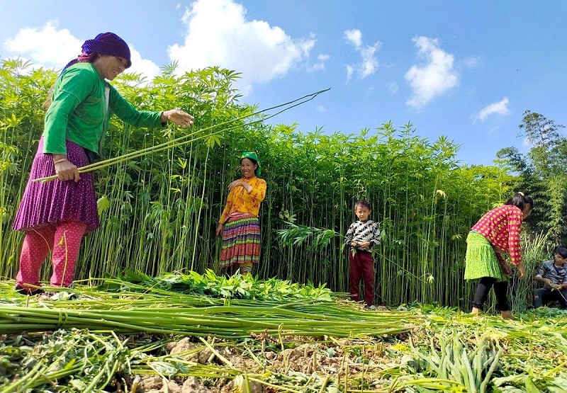 Cây lanh thường được người dân trồng từ khoảng tháng 2 hàng năm, sau 90 ngày sẽ được thu hoạch. Cây lanh thường được người dân trồng từ khoảng tháng 2 hàng năm, sau 90 ngày sẽ được thu hoạch.