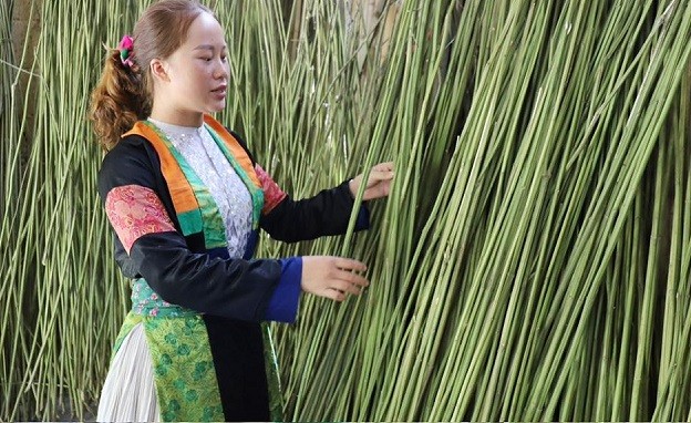 Sau khi thu hoạch, thân cây lanh sẽ được phơi khô, sau đó cây được tuốt vỏ lấy sợi, đây là nguyên liệu chính để dệt vải lanh. Sau khi thu hoạch, thân cây lanh sẽ được phơi khô, sau đó cây được tuốt vỏ lấy sợi, đây là nguyên liệu chính để dệt vải lanh.