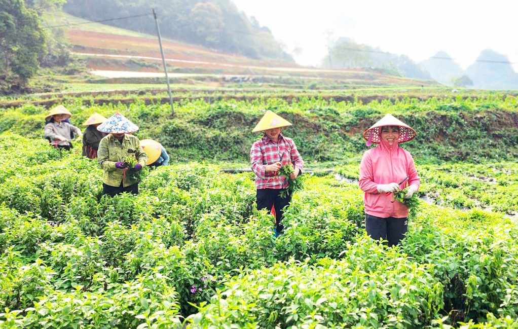 Mô hình trồng cây cỏ ngọt của Hợp tác xã Thảo Đường Vinh - hướng đi mới trong phát triển nông nghiệp địa phương.