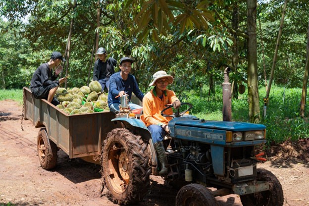 Thị trường sầu riêng Việt Nam liên tục biến động do quy định khắt khe về dư lượng cadimi từ quốc gia nhập khẩu, nhiều nông dân lẫn doanh nghiệp đứng trước tình thế khó Thị trường sầu riêng Việt Nam liên tục biến động do quy định khắt khe về dư lượng cadimi từ quốc gia nhập khẩu, nhiều nông dân lẫn doanh nghiệp đứng trước tình thế khó