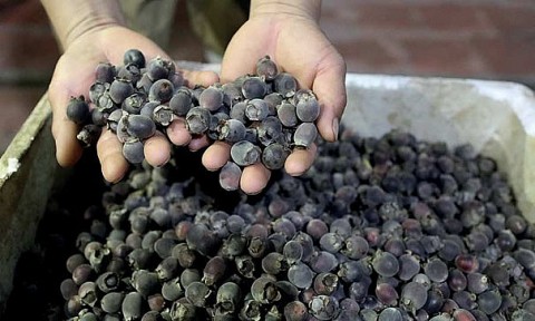 kien giang sim rung phu quoc dac san dia phuong co hoi xuat khau