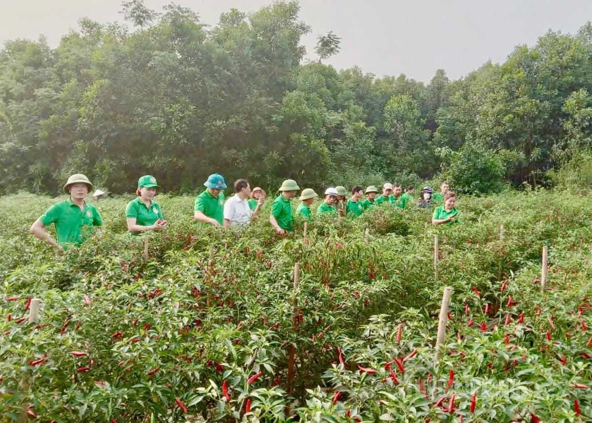 Mô hình trồng ớt thôn Đồng Danh, xã Thái Hòa cho thu nhập ổn định. Mô hình trồng ớt thôn Đồng Danh, xã Thái Hòa cho thu nhập ổn định.