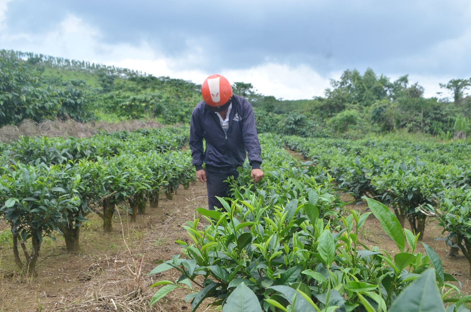 Nhóm tiêu chí về thu nhập của người dân đòi hỏi ngày càng cao hơn trong xây dựng nông thôn mới ở xã Quảng Khê Nhóm tiêu chí về thu nhập của người dân đòi hỏi ngày càng cao hơn trong xây dựng nông thôn mới ở xã Quảng Khê