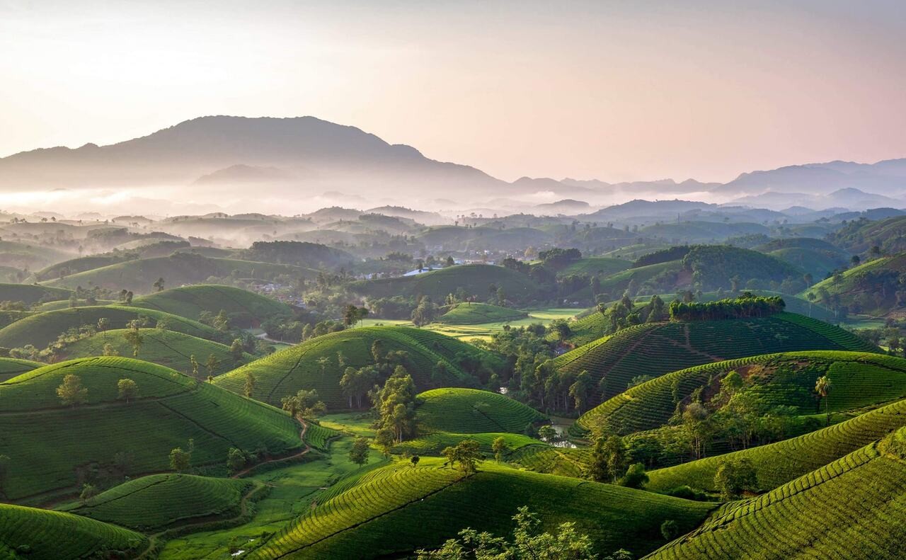 Để hương chè Phú Thọ bay xa Để hương chè Phú Thọ bay xa