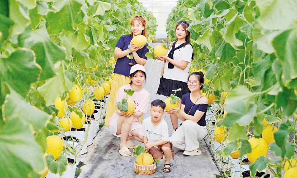 Du khách tham quan mô hình sản xuất nông nghiệp công nghệ cao Lan Điệp Farm, xã Phật Tích