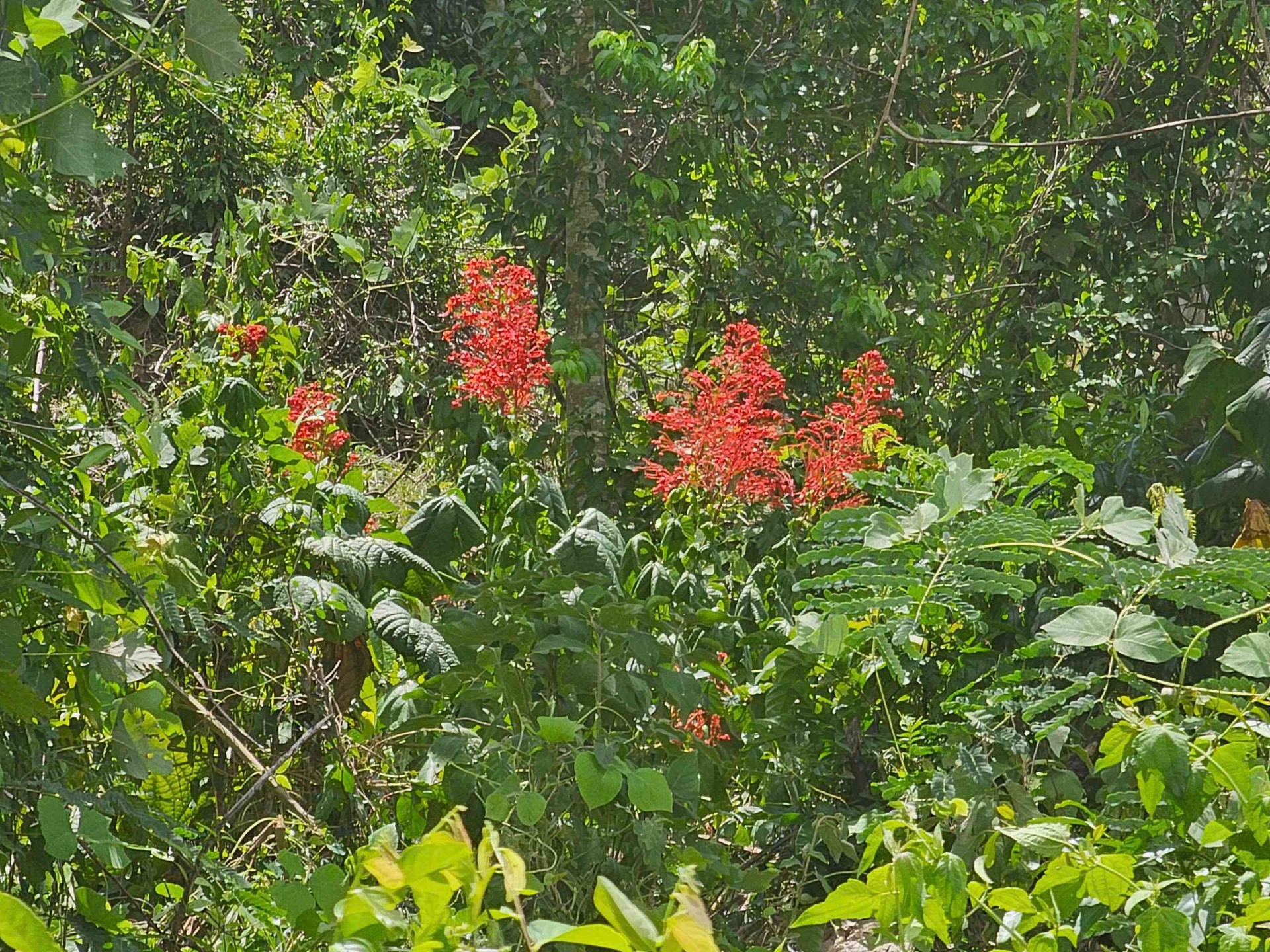 Cát Tiến Gia Lai nơi điểm hẹn của biển cả và suối nguồn Cát Tiến Gia Lai nơi điểm hẹn của biển cả và suối nguồn