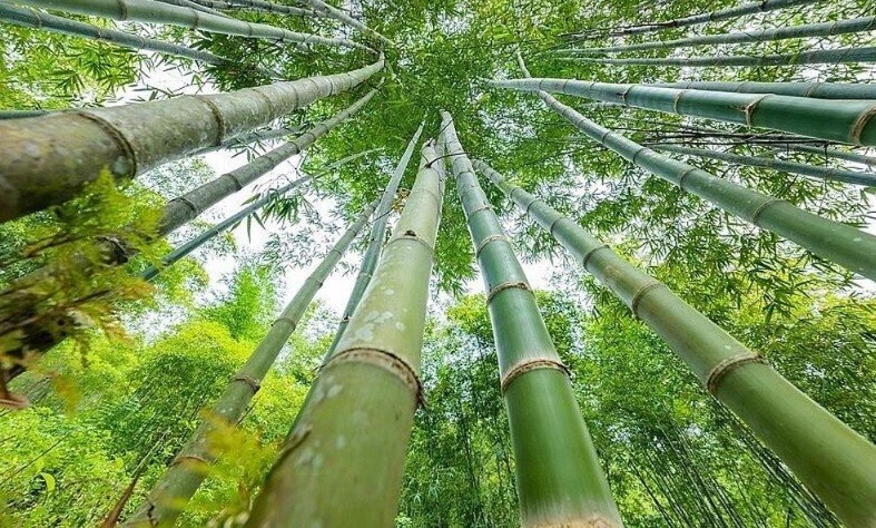 Nguồn nguyên liệu tre, luồng