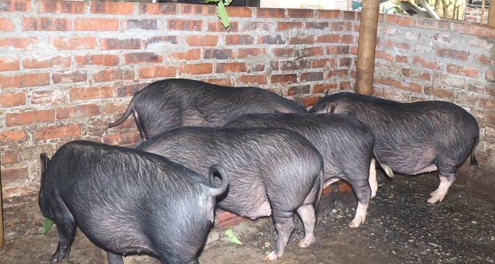 Hợp tác xã Ứng Thìn: Tạo đà phát triển nông thôn mới từ mô hình chăn nuôi liên kết Hợp tác xã Ứng Thìn: Tạo đà phát triển nông thôn mới từ mô hình chăn nuôi liên kết