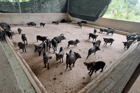 Hợp tác xã Ứng Thìn: Tạo đà phát triển nông thôn mới từ mô hình chăn nuôi liên kết Hợp tác xã Ứng Thìn: Tạo đà phát triển nông thôn mới từ mô hình chăn nuôi liên kết