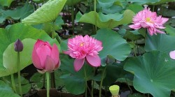 Mở lối phát triển nông nghiệp gắn với du lịch trải nghiệm