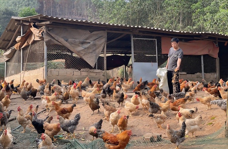 Mô hình nuôi gà Tiên Yên của anh Bế Văn Lỵ Mô hình nuôi gà Tiên Yên của anh Bế Văn Lỵ