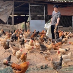 OCOP Quảng Ninh: Khởi nghiệp từ bản sắc, làm giàu từ núi rừng