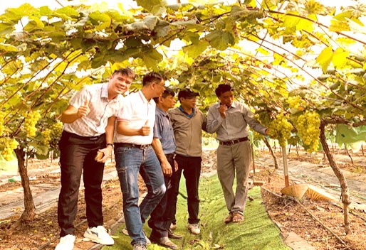 Vườn nho sữa Hàn Quốc trong nhà màng của hộ ông Ngô Đức Trí – Nguyễn Đức Lũy