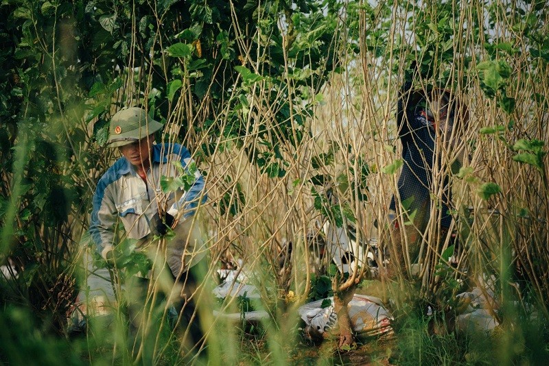 Hiện toàn xã Vũ Tiên có hơn 1.200 hộ nuôi tằm với tổng diện tích gần 260 ha dâu. Mùa tằm bắt đầu từ tháng 4 đến giữa tháng 11, trùng với mùa cây dâu sinh trưởng mạnh và cho nhiều lá.