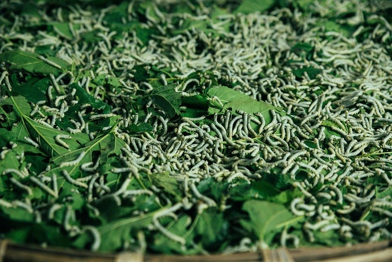 Trong những ngày hè nóng nực, người nông dân nuôi tằm trong buồng có lắp điều hòa với mức nhiệt khoảng 20-25 độ C và độ ẩm 60-65%.