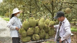 Tây Ninh: Kinh tế tập thể – trụ cột xây dựng nông thôn mới