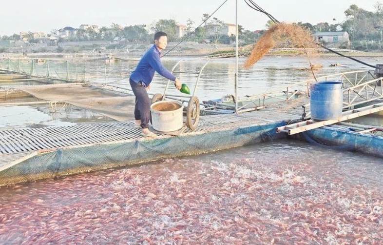 Mô hình nuôi trồng thủy sản phát triển mạnh ở Đại Lai trong những năm gần đây, góp phần phát triển kinh tế nông thôn hiệu quả