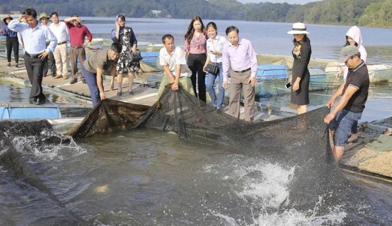Thời điểm năm nay cá được giá, nên người nuôi cá lồng ở xã Đại Lai rất phấn khởi