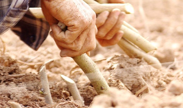 Nông dân xã Đak Lua đang tích cực chuyển đổi, trồng mới nhiều diện tích dâu cũ sang giống dâu lai cho năng suất cao hơn. Ảnh: Từ Huy