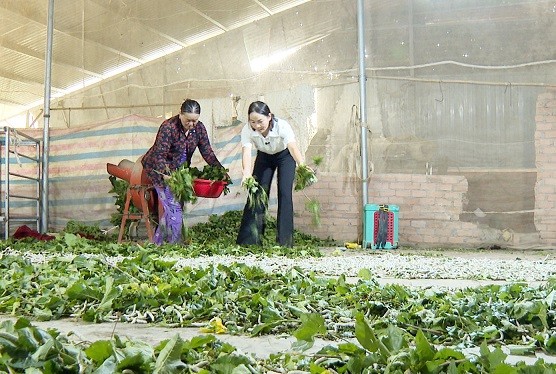 Nhờ chuyển đổi giống dâu mới, năng suất nuôi tằm của bà con tăng lên đáng kể. Ảnh: Từ Huy