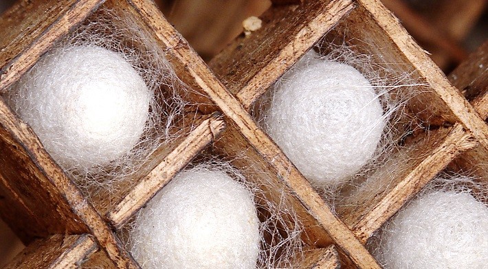 Nghề trồng dâu nuôi tằm – Hướng phát triển bền vững ở xã Đak Lua, Đồng Nai