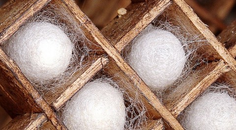 Nghề trồng dâu nuôi tằm – Hướng phát triển bền vững ở xã Đak Lua, Đồng Nai