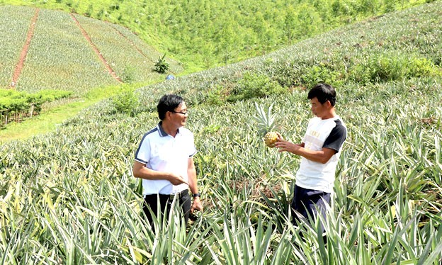 Anh Đàm Văn Thức (bên phải) trao đổi kinh nghiệm chăm sóc dứa với Trưởng thôn Trần Đức Mỳ. Anh Đàm Văn Thức (bên phải) trao đổi kinh nghiệm chăm sóc dứa với Trưởng thôn Trần Đức Mỳ.