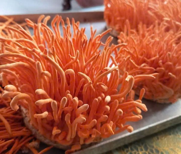 Ông Huấn đã học hỏi, nghiên cứu, thử nghiệm nuôi cấy Đông trùng hạ thảo Ông Huấn đã học hỏi, nghiên cứu, thử nghiệm nuôi cấy Đông trùng hạ thảo