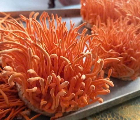 Một cựu chiến binh khởi nghiệp thành công nuôi nấm đông trùng hạ thảo