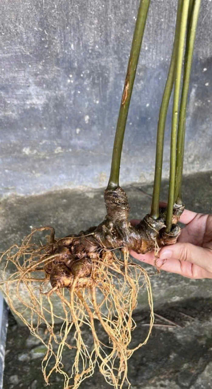 Công ty Cổ phần Sâm Ngọc Linh DV