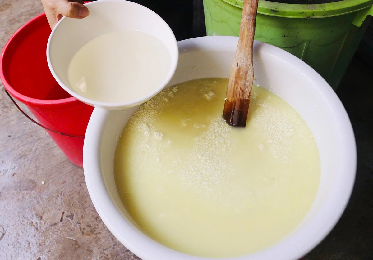 Bánh gio - món ăn truyền thống của người Tày Nước gio sau khi lọc được đổ vào ngâm qua đêm với gạo nếp, sau đó vo sạch lại với nước, cho thêm một chút muối và để ráo nước
