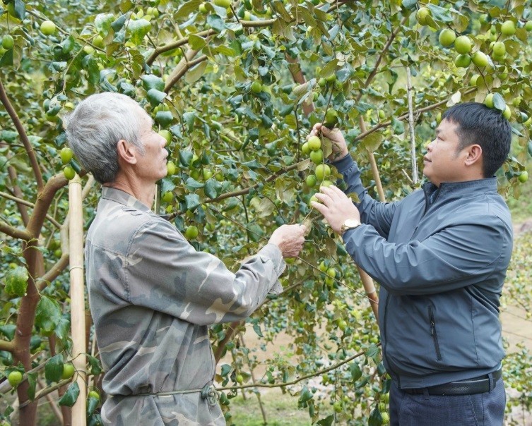 Nông dân xã Xuân Nha chia sẻ kinh nghiệm trồng táo đại.