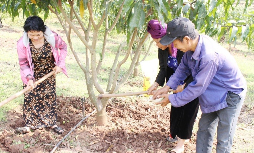 Nông dân xã Yên Châu chia sẻ kinh nghiệm chăm sóc cây ăn quả sau thu hoạch.