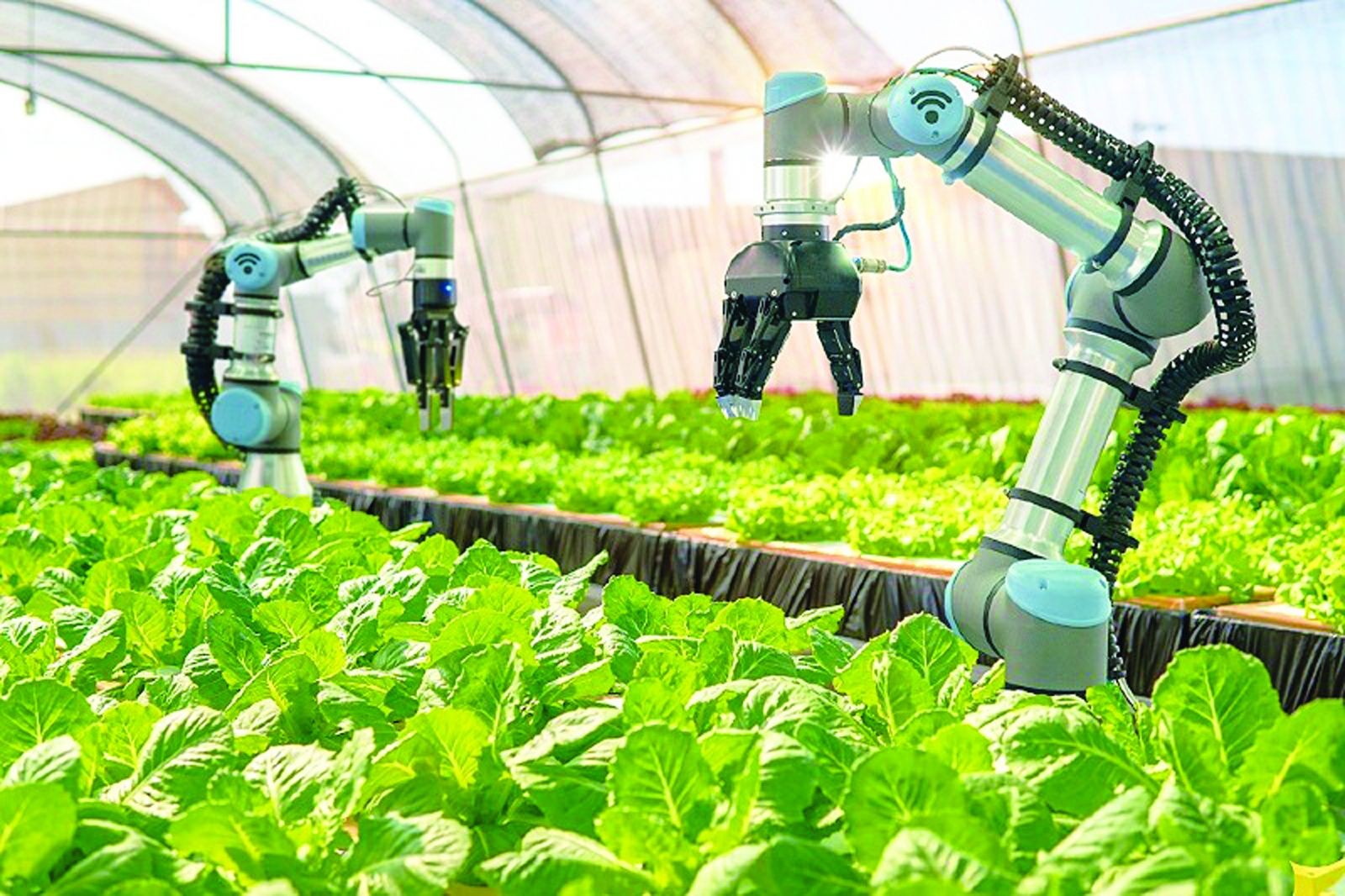 Ứng dụng AI để phát triển trong cơ sở công nghiệp nông thôn Ứng dụng AI để phát triển trong cơ sở công nghiệp nông thôn