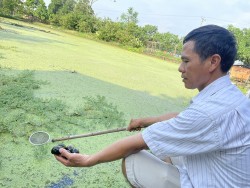 Hà Nội đẩy mạnh khuyến nông sinh thái, nâng cao giá trị nông nghiệp