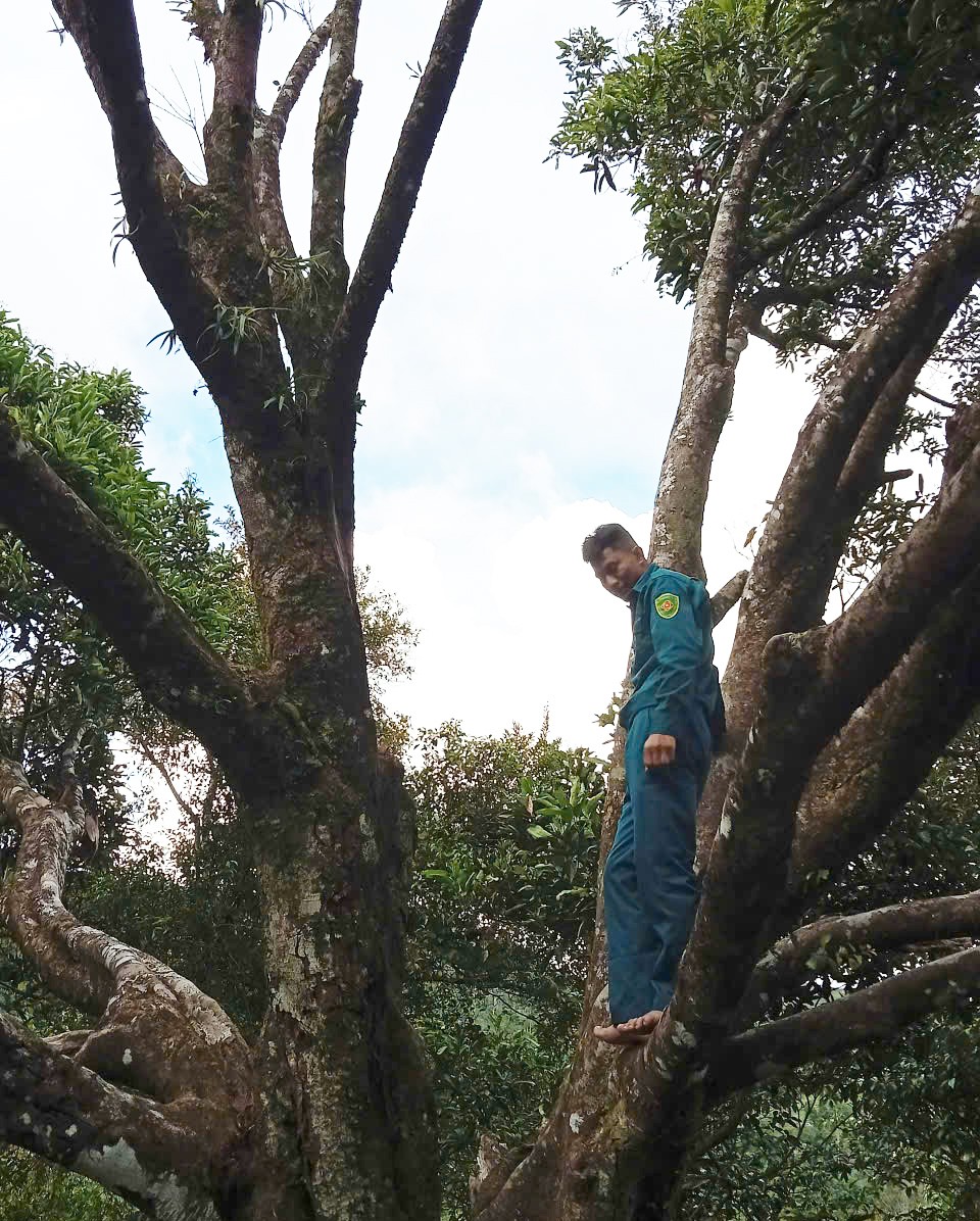 Cây quế 150 năm tuổi ở Đà Nẵng được công nhận là Cây di sản Việt Nam Cây quế 150 năm tuổi ở Đà Nẵng được công nhận là Cây di sản Việt Nam