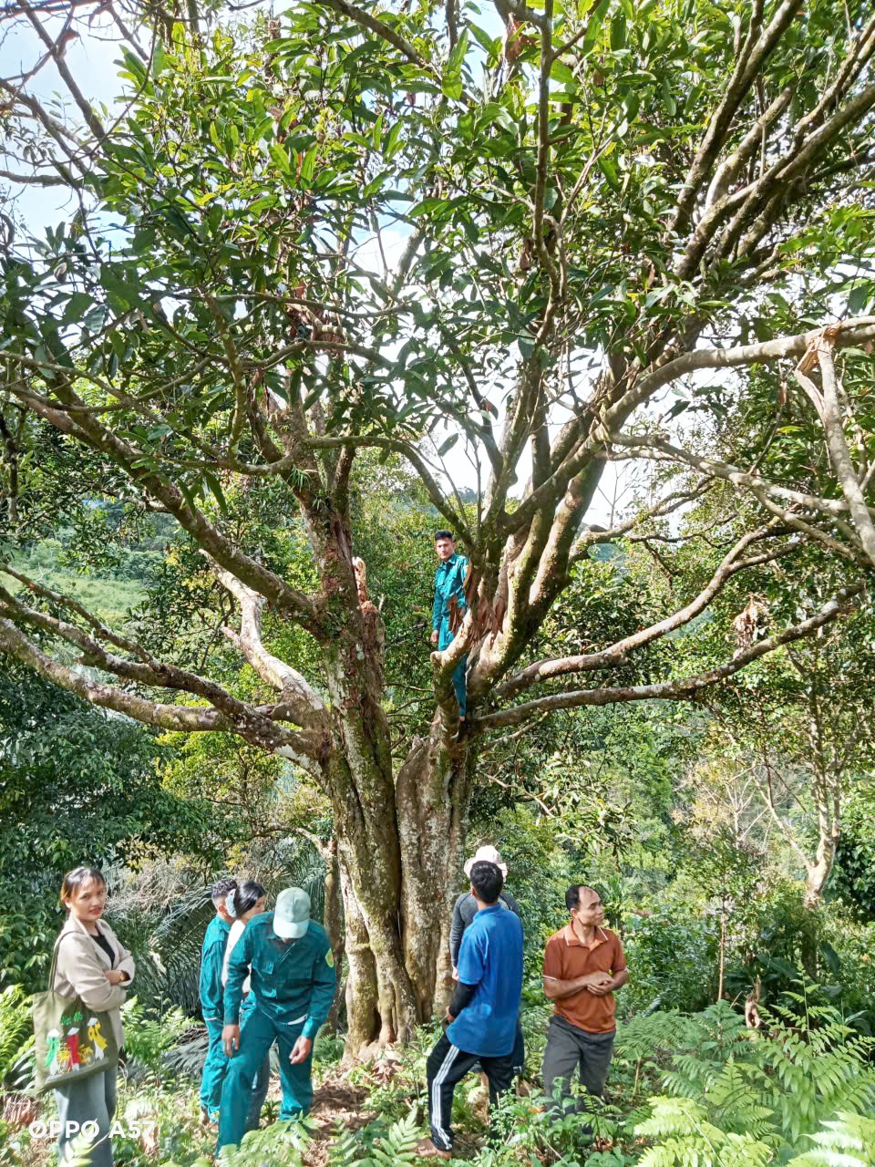 Cây quế 150 năm tuổi ở Đà Nẵng được công nhận là Cây di sản Việt Nam Cây quế 150 năm tuổi ở Đà Nẵng được công nhận là Cây di sản Việt Nam