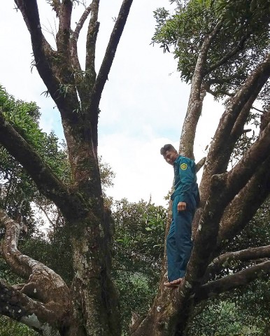 cay que 150 nam tuoi o da nang duoc cong nhan la cay di san viet nam