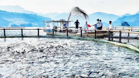 Nuôi cá lồng gắn với phát triển du lịch trên lòng hồ sông Đà