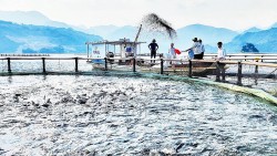 Nuôi cá lồng gắn với phát triển du lịch trên lòng hồ sông Đà