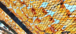Làng nghề chế biến cá khô Gia Thuận: Giữ hồn truyền thống, mở hướng phát triển bền vững