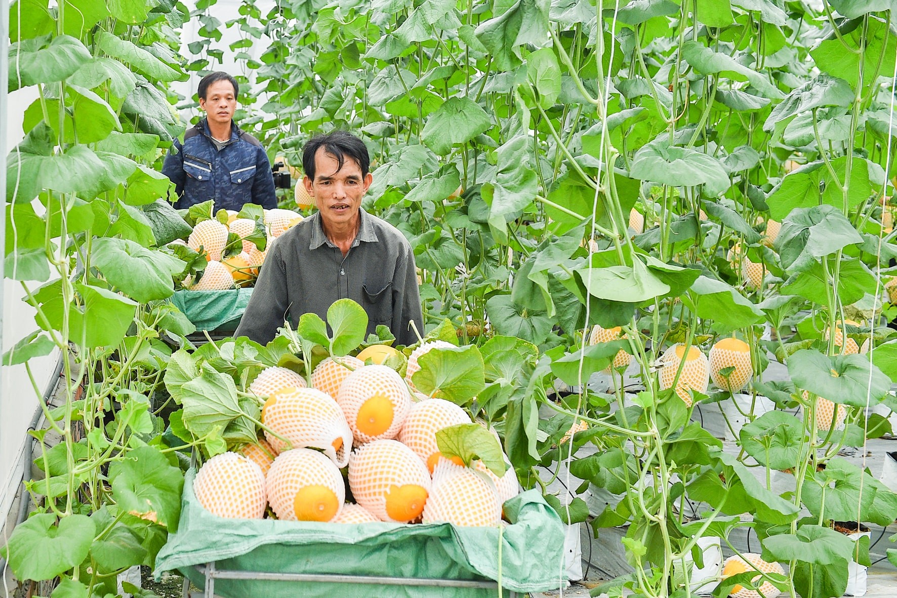 Xã Trường Tân đang tập trung vào cây dưa lưới với diện tích 70 ha nhà màng, nhà lưới. Ảnh: Thành Chung Xã Trường Tân đang tập trung vào cây dưa lưới với diện tích 70 ha nhà màng, nhà lưới. Ảnh: Thành Chung
