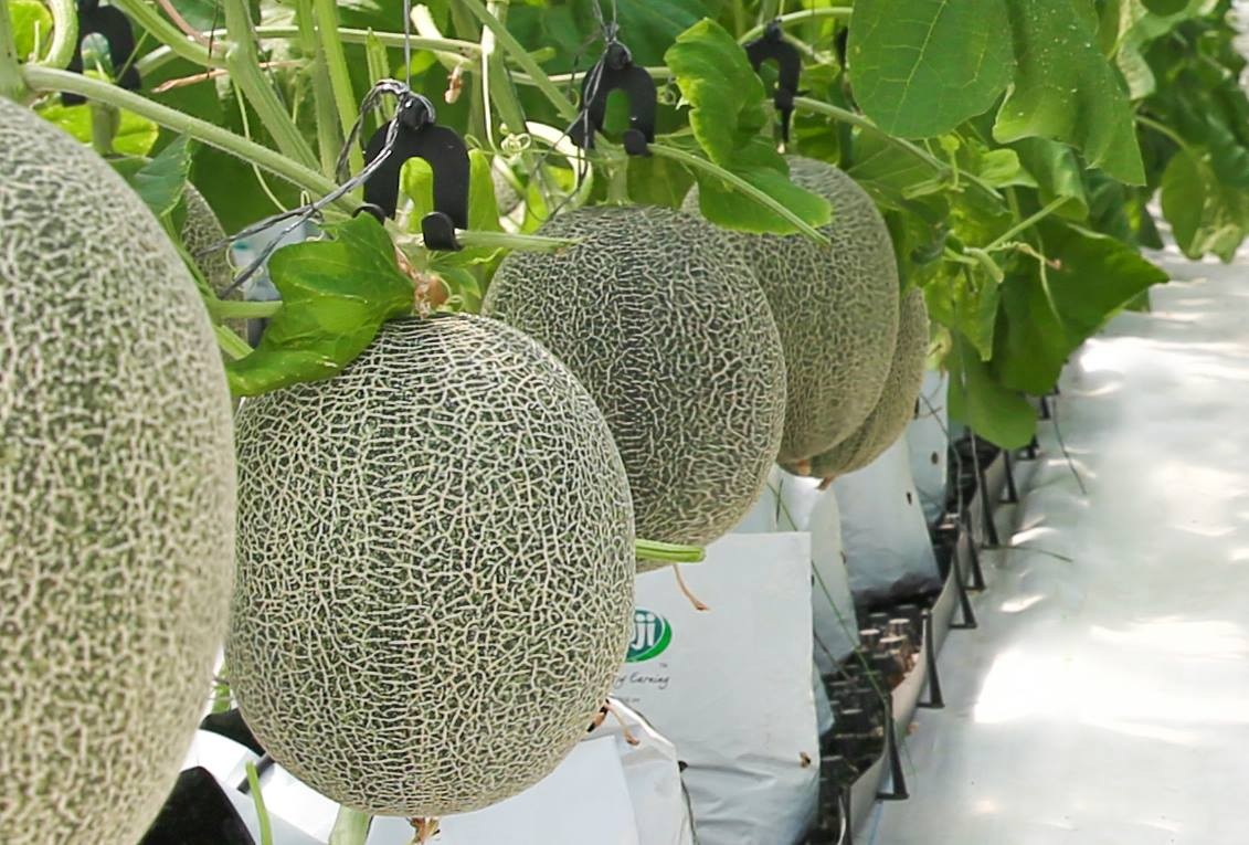 Trường Tân bứt phá nhờ nông nghiệp công nghệ cao Trường Tân bứt phá nhờ nông nghiệp công nghệ cao