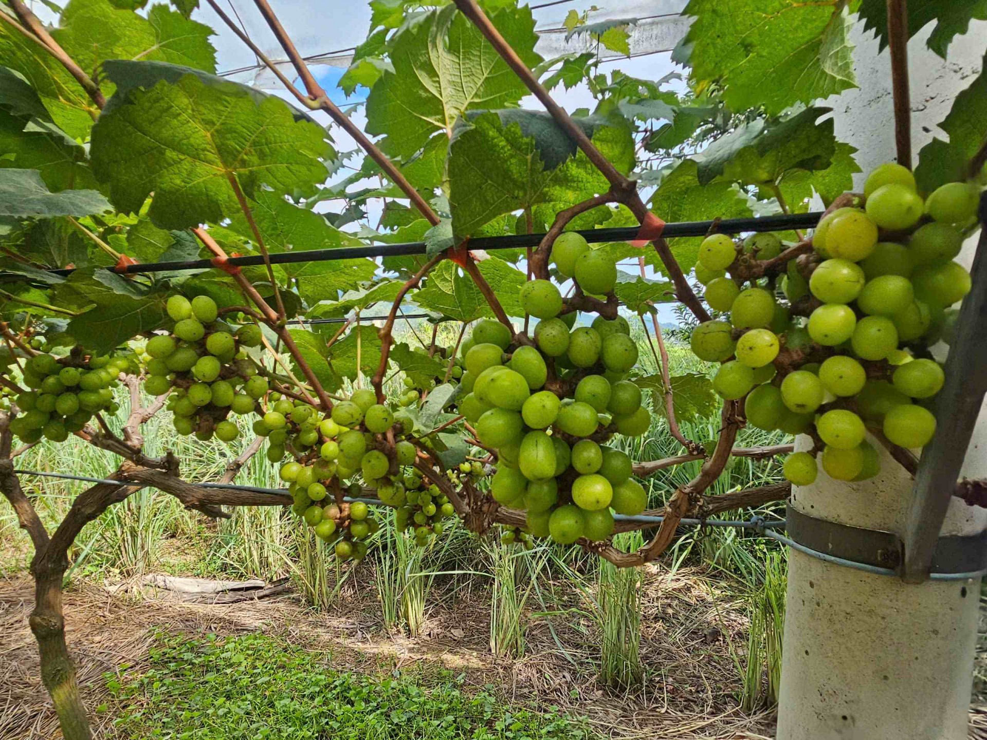 Mục thị vườn nho độc nhất vô nhị bên sông Lại Giang phía Đông Gia Lai Mục thị vườn nho độc nhất vô nhị bên sông Lại Giang phía Đông Gia Lai