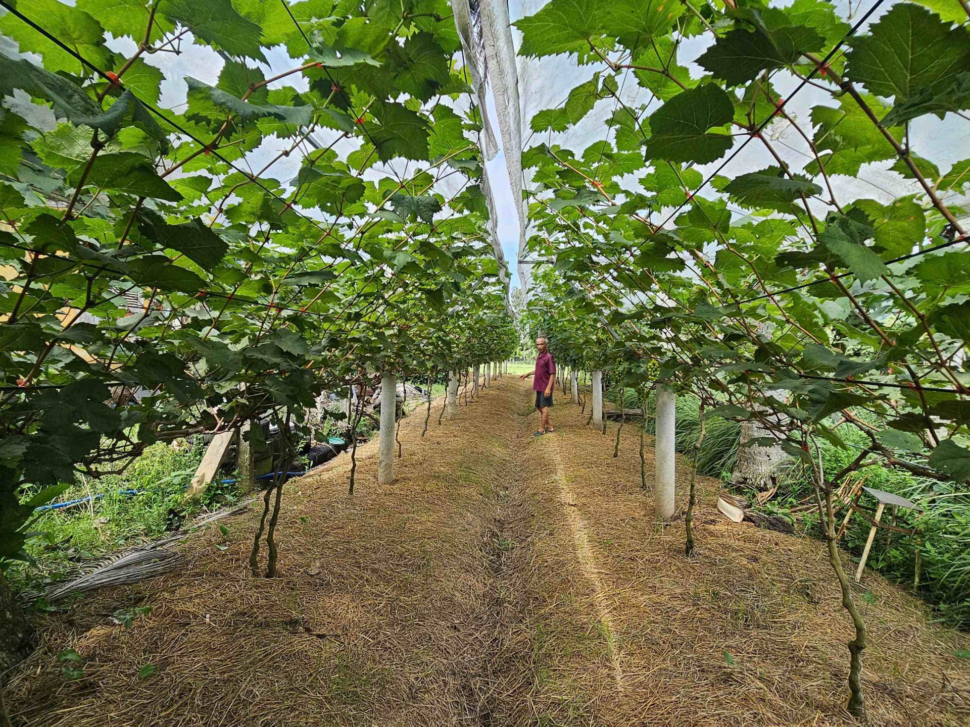 Mục thị vườn nho độc nhất vô nhị bên sông Lại Giang phía Đông Gia Lai Mục thị vườn nho độc nhất vô nhị bên sông Lại Giang phía Đông Gia Lai