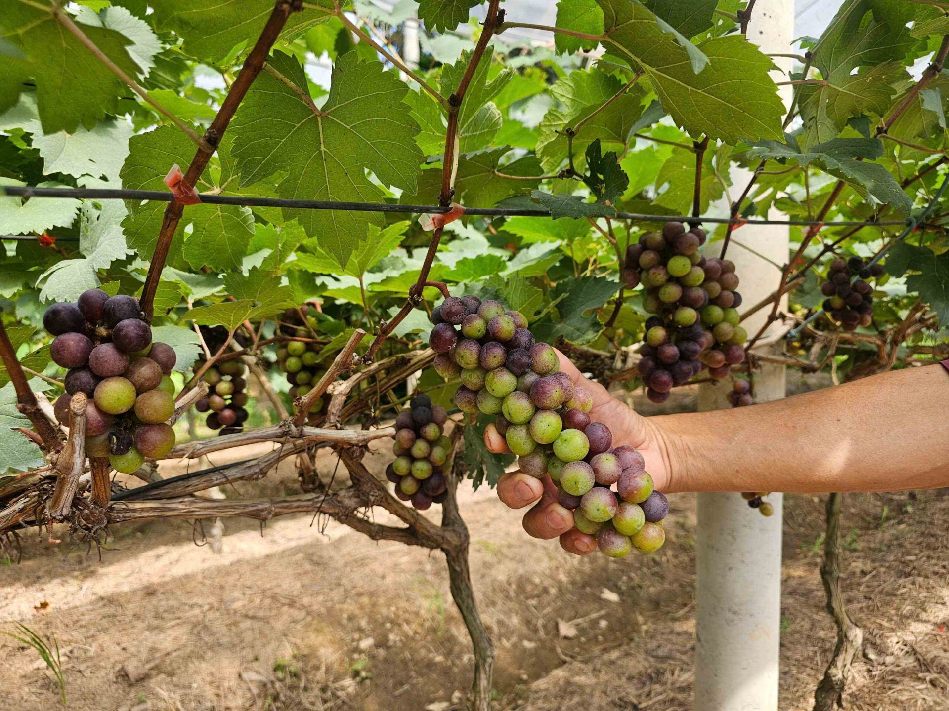 Mục thị vườn nho độc nhất vô nhị bên sông Lại Giang phía Đông Gia Lai Mục thị vườn nho độc nhất vô nhị bên sông Lại Giang phía Đông Gia Lai