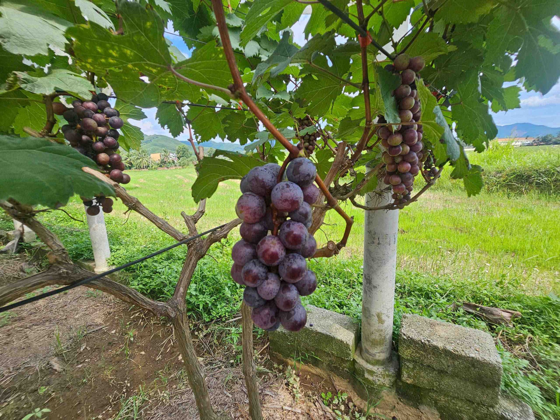 Mục thị vườn nho độc nhất vô nhị bên sông Lại Giang phía Đông Gia Lai Mục thị vườn nho độc nhất vô nhị bên sông Lại Giang phía Đông Gia Lai