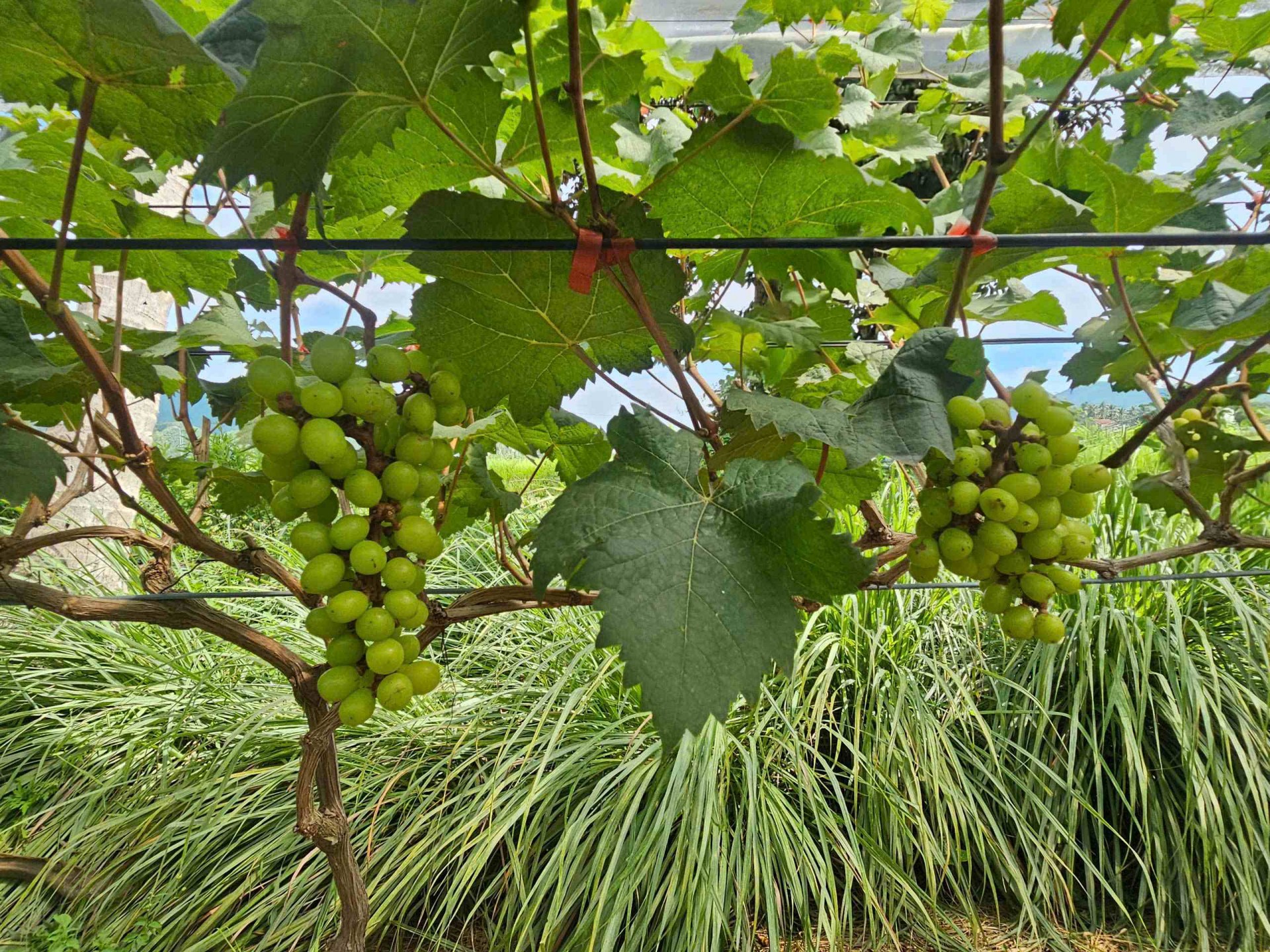 Mục thị vườn nho độc nhất vô nhị bên sông Lại Giang phía Đông Gia Lai Mục thị vườn nho độc nhất vô nhị bên sông Lại Giang phía Đông Gia Lai